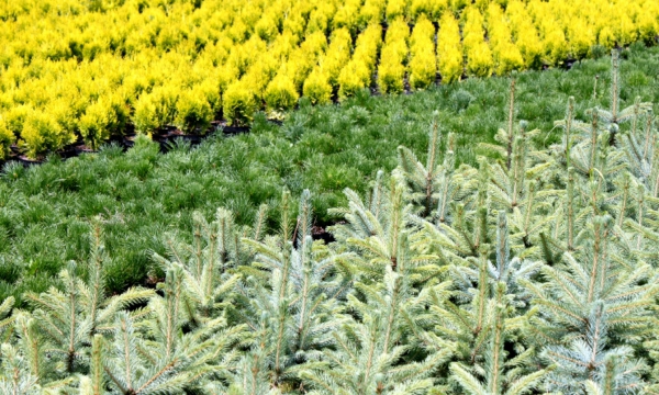 CZARNECCY taimitarha yleiskuva havupuukasveista ja rhododendronista