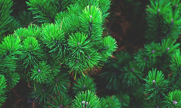 Kanervakasvit azaleat CZARNECCY taimitarhan erikoisala