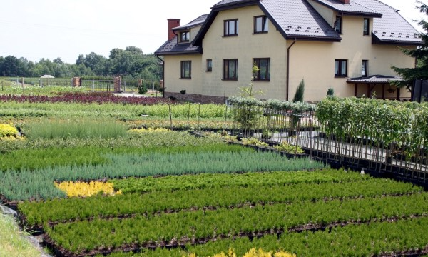 Rhododendronit eri lajikkeita CZARNECCY ammattimainen kasvatus
