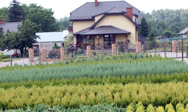 Kanerva ja erica kokoelma CZARNECCY taimitarha asiantuntijalaatu