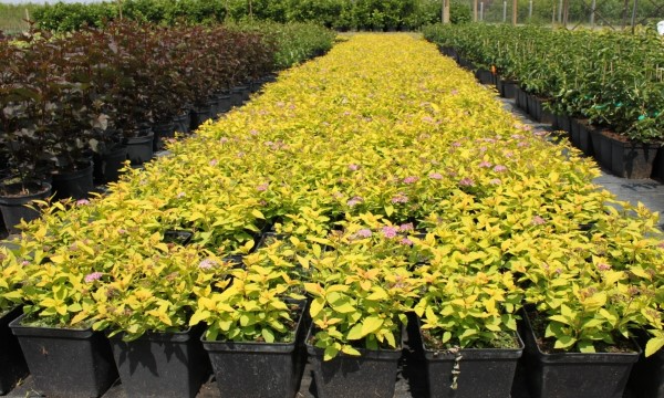 Koristelehtipuut CZARNECCY taimitarha vuosien kokemus