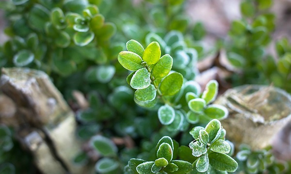 Nuoret kasvit ja aikuiset kasvit CZARNECCY terve kasviaines