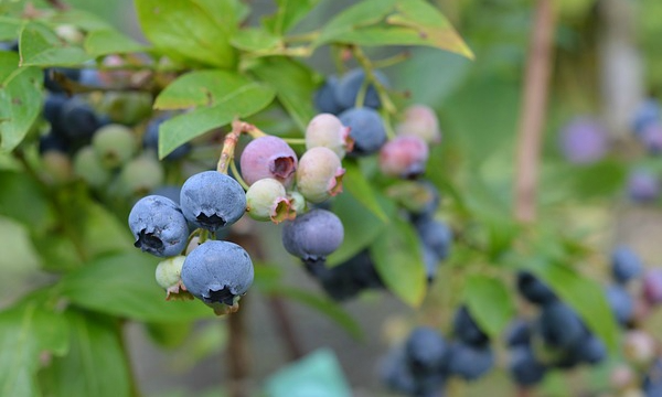Tukkutoimitukset kasveista CZARNECCY taimitarha oma tuotanto